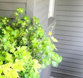 Контейнерное озеленение - вариант 4