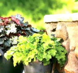 Контейнерное озеленение - вариант 3