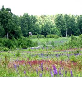 Кормушка для кабанов - модель 1