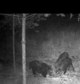 Кормушка для кабанов - модель 3