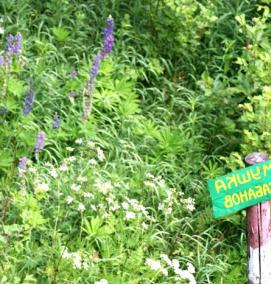 Кормушка для кабанов - модель 2