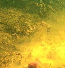 Кормушки под водой - вариант 2