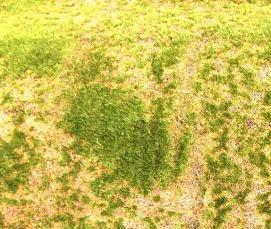 Ковролин Кранц - вариант 1