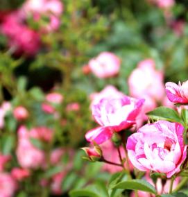 Ковролин розовый - модель 4