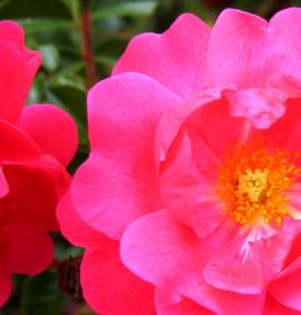 Ковролин розовый - модель 2