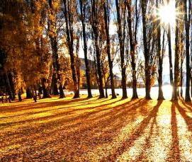 Ковролин Тополь - тип 4