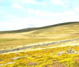 Ковролин Вереск - вариант 1