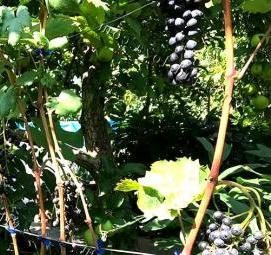 Красень саженцы винограда - вариант 1