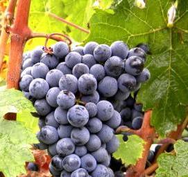 Красень саженцы винограда - вариант 4