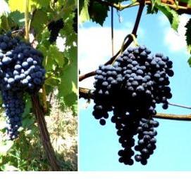 Красень саженцы винограда - вариант 2