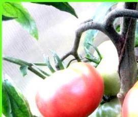 Крупные теплицы - тип 1