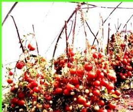 Крупные теплицы - тип 4