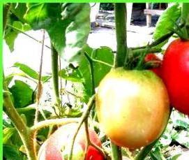 Крупные теплицы - тип 3