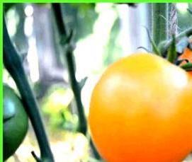 Крупные теплицы - тип 2