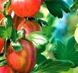 Крыжовник ксения саженцы - модель 1