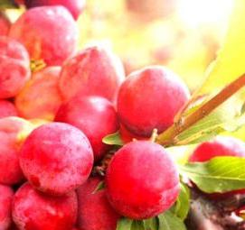 Крыжовник ксения саженцы - модель 4