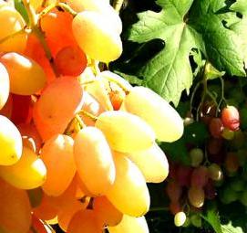 Крыжовник ксения саженцы - модель 3