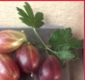 Крыжовник ксения саженцы - модель 2