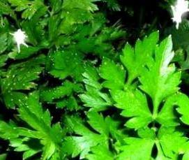 Кузбасские теплицы - модель 3