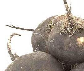 Кузбасские теплицы - модель 2