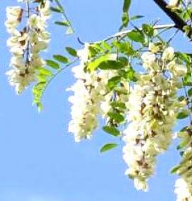 Ламинат Белая Акация - модель 1