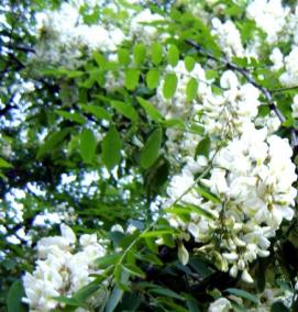 Ламинат Белая Акация - модель 4