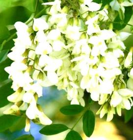 Ламинат Белая Акация - модель 3