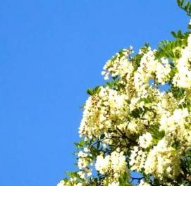 Ламинат Белая Акация - модель 2