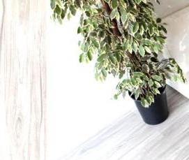 Ламинат Вяз - модель 1