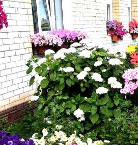 Ландшафтный дизайн палисадника - вариант 2