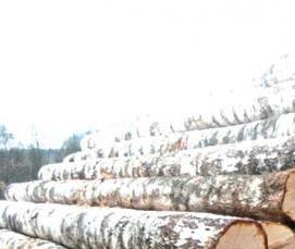 Лес кругляк Береза - вариант 1