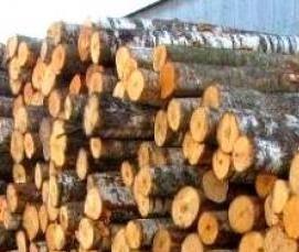 Лес кругляк Береза - вариант 4