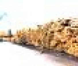 Лес кругляк Береза - вариант 2