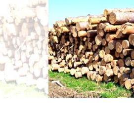 Лес кругляк Дрова - вариант 3