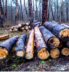 Лес кругляк - вариант 3