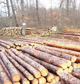 Лес кругляк - вариант 2