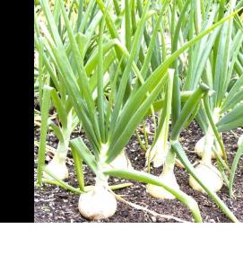 Лук на рассаду - вариант 4