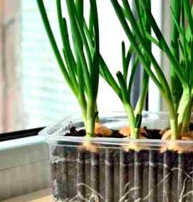 Лук на рассаду - вариант 3