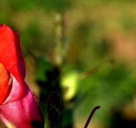 Львиный зев рассада - модель 1