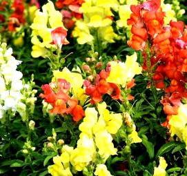 Львиный зев рассада - модель 4