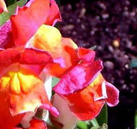 Львиный зев рассада - модель 3