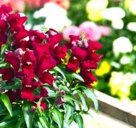 Львиный зев рассада - модель 2