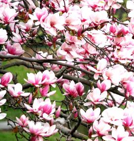 Магнолия саженцы - вариант 1