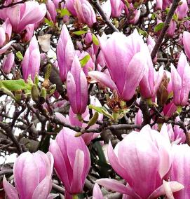 Магнолия саженцы - вариант 4