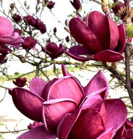 Магнолия саженцы - вариант 3