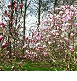 Магнолия саженцы - вариант 2