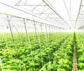 Маленькая переносная теплица - тип 4