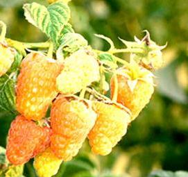 Мапема малина саженцы - вариант 1