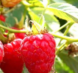 Мапема малина саженцы - вариант 3