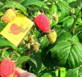 Мапема малина саженцы - вариант 2